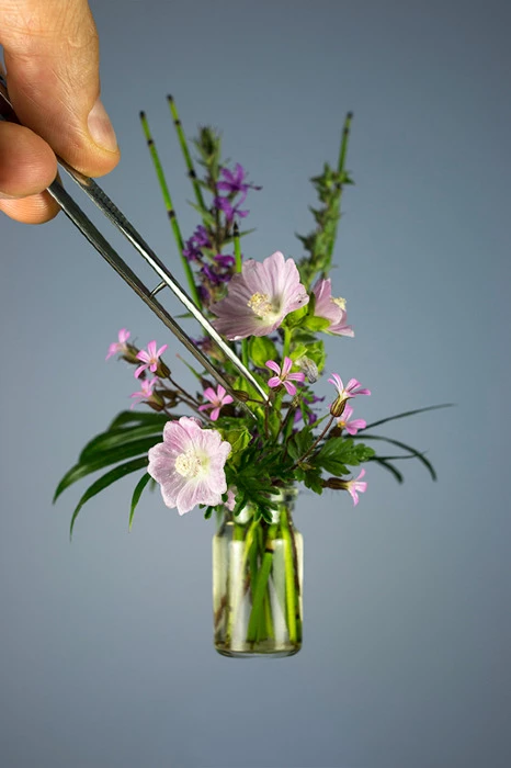 Project Forget Me Not banner